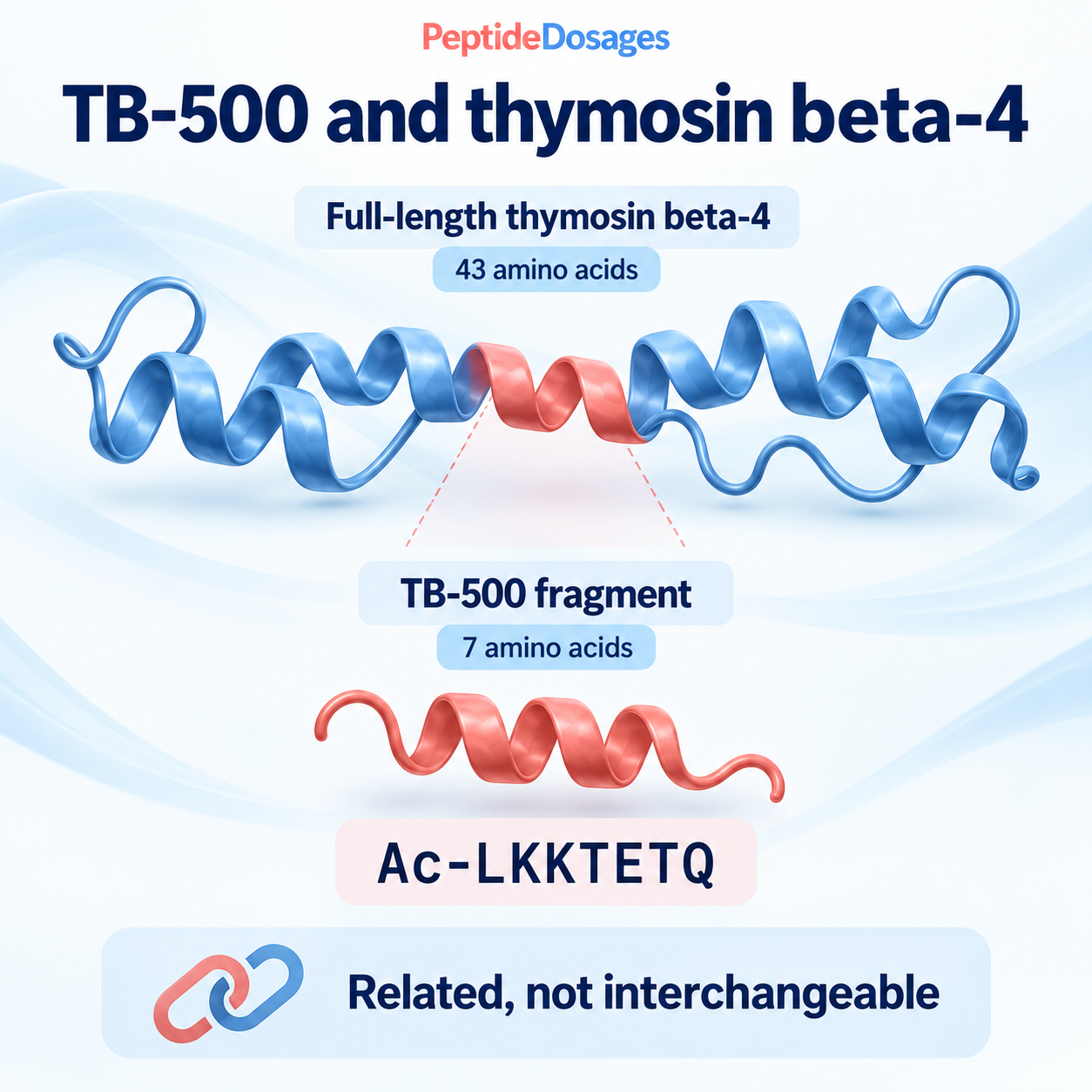 Full-length thymosin beta-4 contains 43 amino acids; the acetylated TB-500 fragment Ac-LKKTETQ contains seven. They are related but not interchangeable.