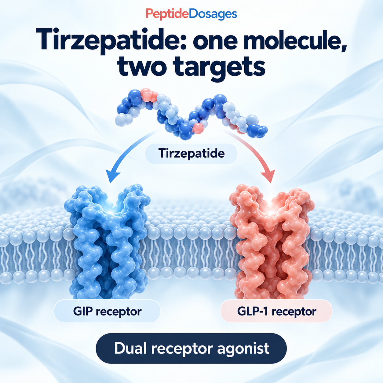 Tirzepatide is a single molecule that activates GIP and GLP-1 receptors.