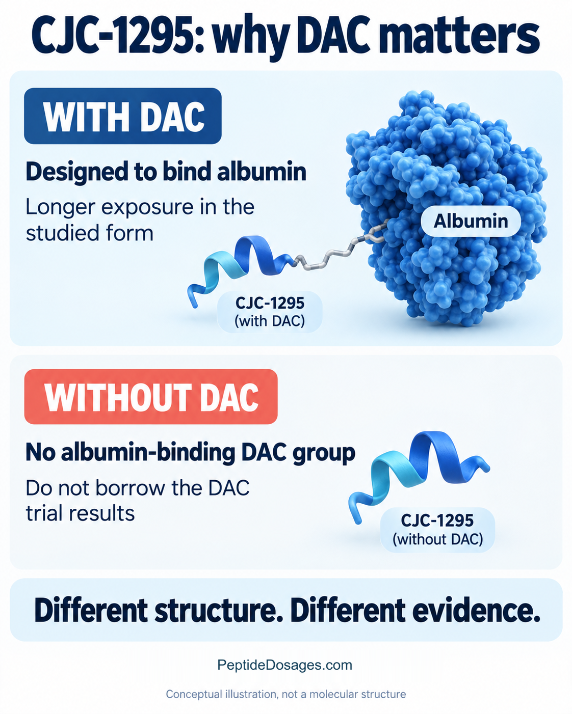 Conceptual comparison of CJC-1295 with an albumin-binding DAC group and CJC-1295 without DAC; evidence is not interchangeable.