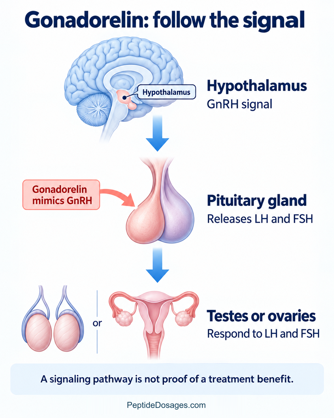 Gonadorelin mimics the GnRH signal to the pituitary, which releases LH and FSH to act on the testes or ovaries.