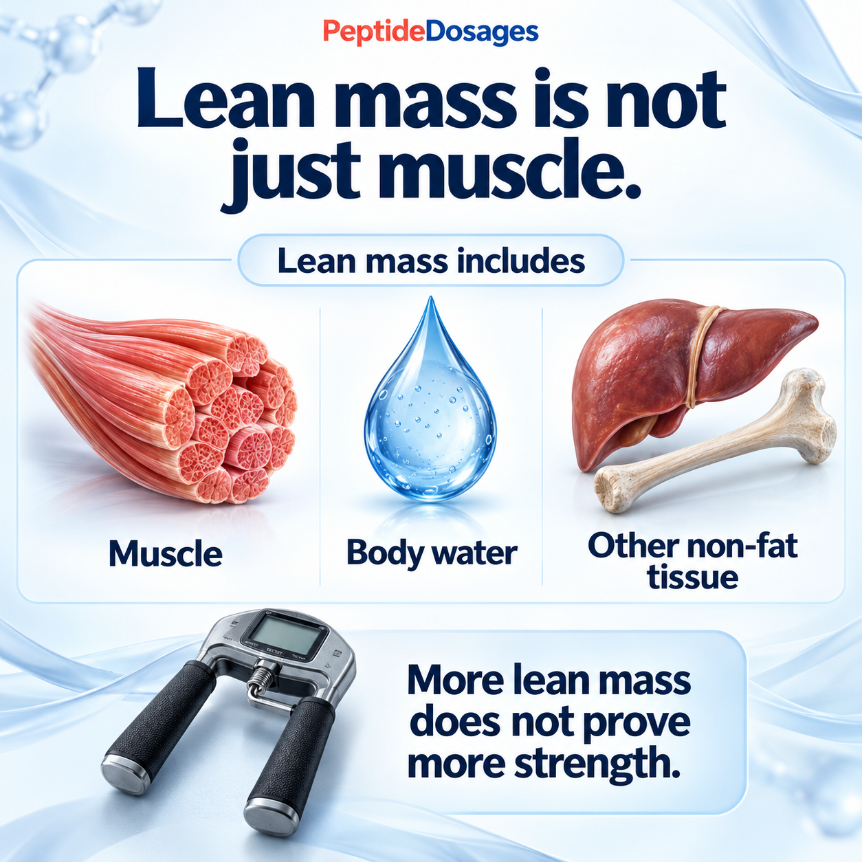Lean mass includes muscle, body water and other non-fat tissue. An increase in lean mass does not by itself demonstrate an increase in strength.