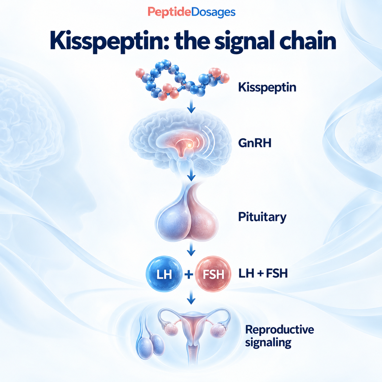 Kisspeptin helps regulate GnRH signaling, which prompts the pituitary to release LH and FSH involved in reproductive function.