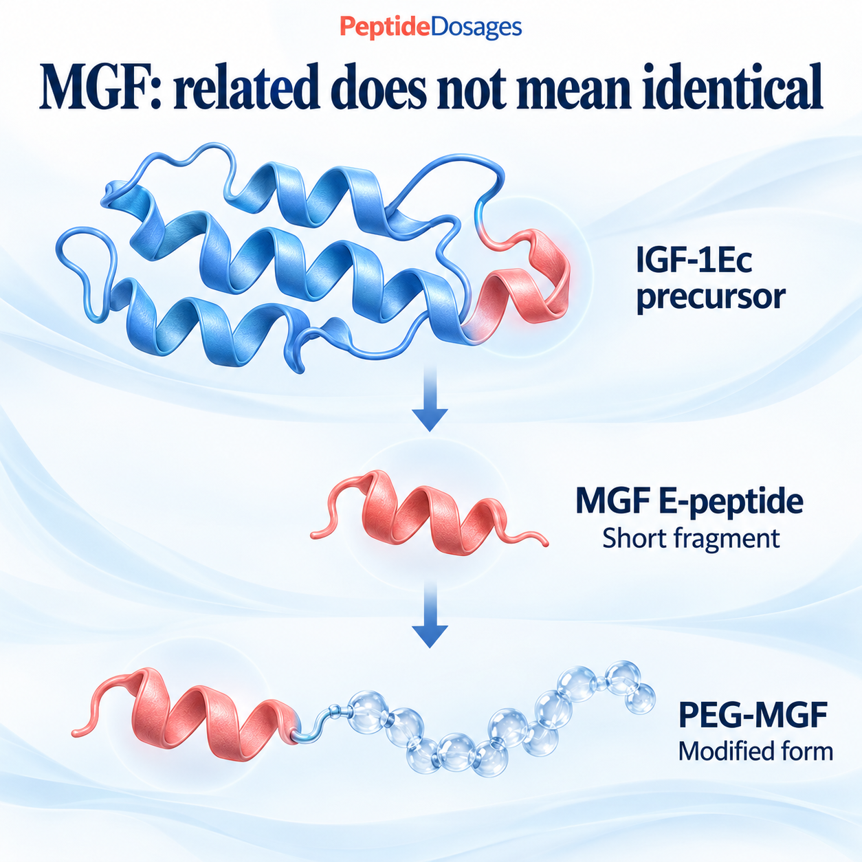 Conceptual comparison of the larger IGF-1Ec precursor, short MGF E-peptide and chemically modified PEG-MGF.