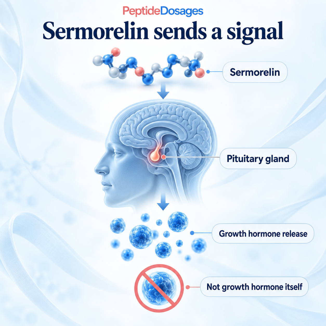 Sermorelin stimulates the pituitary to release growth hormone rather than supplying growth hormone directly.