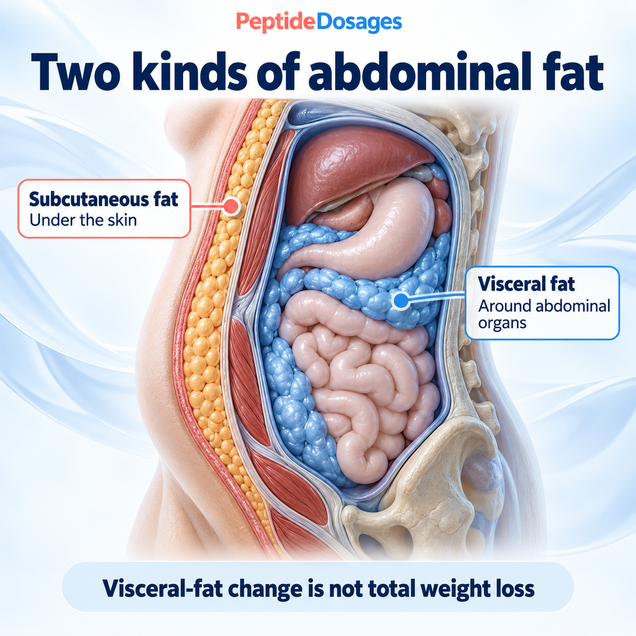 Subcutaneous fat lies under the skin; visceral fat sits around abdominal organs. Changes in visceral fat are not the same as changes in total body weight.