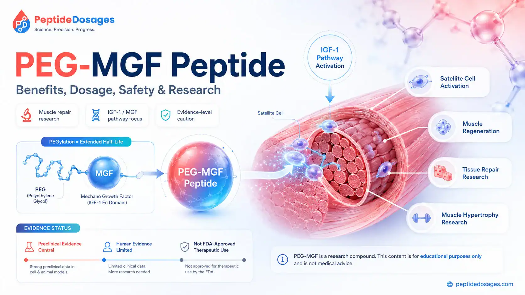 peg mgf and igf 1 lr3 cycle Peg-mgf 2 hours pre-workout, igf-1 post-workout? PEG-MGF Peptide: Benefits, Dosage, Safety