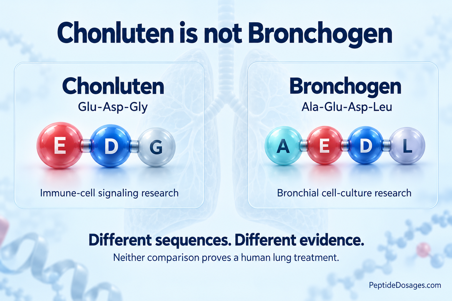 Comparison of Chonluten's three-amino-acid EDG sequence and Bronchogen's four-amino-acid AEDL sequence, emphasizing their separate research evidence.