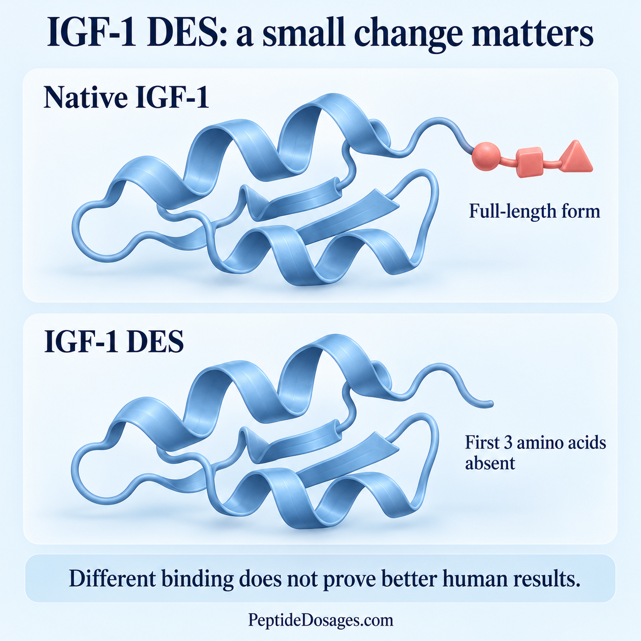 Conceptual comparison of native IGF-1 with IGF-1 DES, which lacks the first three amino acids.