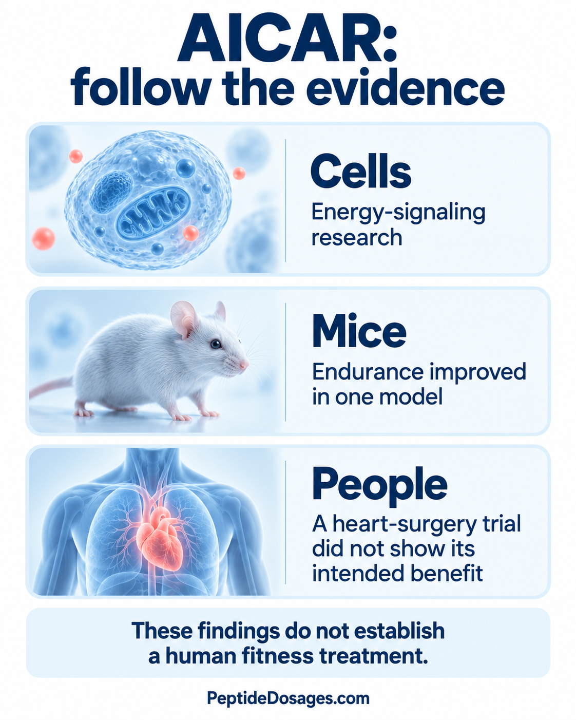 AICAR research moves from cell signaling to mouse endurance tests to a separate human heart-surgery trial; none establishes a human fitness treatment.