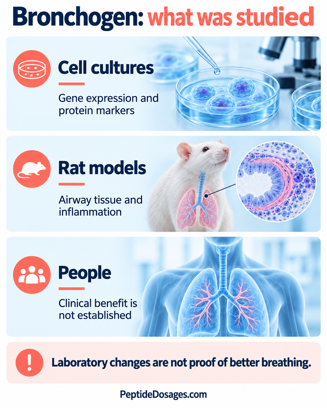 Bronchogen evidence map: cell-culture markers and rat lung findings do not establish a clinical improvement in breathing.